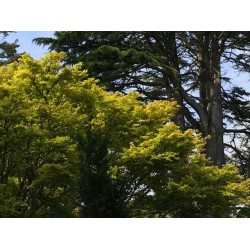 Botanical gardens - 110 - tall and majestic or small and sprawling all fitting in perfectly in nature