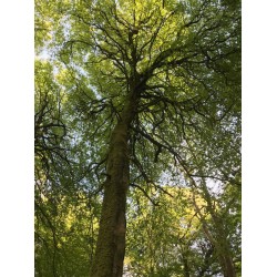 Botanical  gardens - 112 - "I think that I shall never see a poem as lovely as a tree"