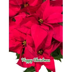 Christmas poinsettia - 802 - Happy Christmas a permanent vivid red reminder of Christmas in black or white frame