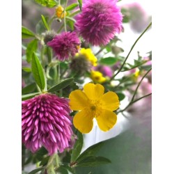 Clover and buttercups -212 - Rich pink and bright yellow combination