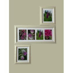 Pink 6 x multi display - 435  - cream frame only postage included. Thistles, Foxgloves, Azalea and Camelia