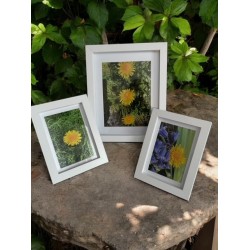 Dandelions - 631 - 2 x S & 1 M - Beautifully framed bringing the colours of spring summer home