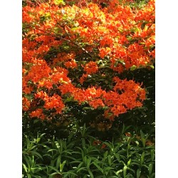 Orange flowers - 300 - Mass of Orange blooms