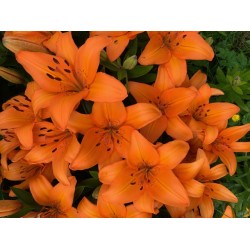 Tiger lilies flowers - 301 - Orange Lilie's in full bloom click on the lily to see both frame colours