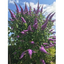 Buddleia - 401- Purple fireworks