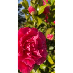 Hot pink camelia - 402 - a symbol of love, affection and admiration