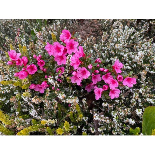 Pink Azalea -403 - Pink Azalea and White Heather