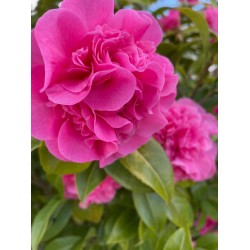 Camelia - 404 - a symbol of love, affection and admiration