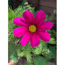 Garden cosmos - 407 - The richest of pinks what a daisy like show.