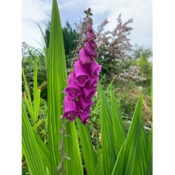 Foxglove - 409 - Tall and elegant pink flower looking after a tiny snail in its bell flower.