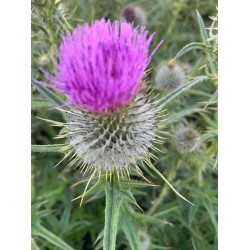 Pink thistle - 411 - Thorns overshadowed by the beautiful pink purple bloom on top.