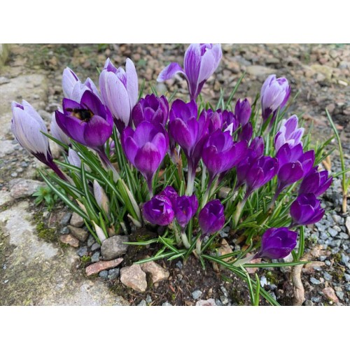 Purple crocuses-feeding a bee - 423 - Welcome the new life of spring growth as the bee enjoys the comfort of the crocuses