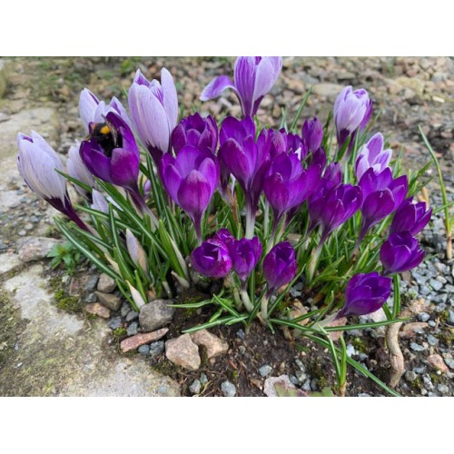 Purple crocuses with bee - 420 - Follow the bee on its journey through the spring flowers
