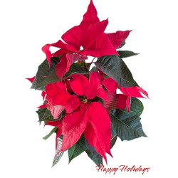 Happy Holidays - 531- beautiful red poinsettia