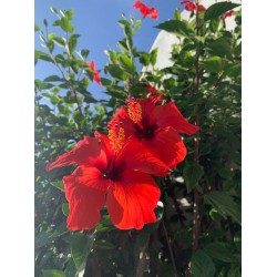 Hibiscus - 501- Known as the perfect flower because of its structure, however I think its perfect because of its amazing beauty