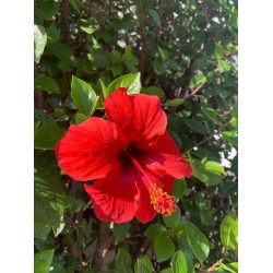 Hibiscus - 506 - The Perfect One!