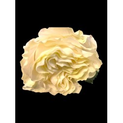 Cream rose - 635 - Delicate fluffy cream rose petals in a frame of white or black and can be personalised
