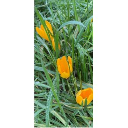3 Golden crocuses - 603 - sparkling in the morning spring sunshine after a gentle shower