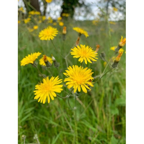 Dandelions - 606 - Golden heads dancing in the long grass memories of running through the meadow on a sunny summers day